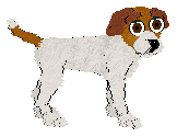 A Jack Russell in Petz, with a white and orange body and brown eyes.