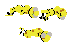 Small yellow lizard babies in Petz, which are very small.