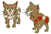 Two Pixie-Bobs, with one having white spots and red ear tips and the other having red spots and white ear tips and tail.