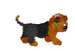 An image of Fluffball, an orange and black fluffy dog. She is wearing a small white bow and a green collar. She lies down briefly before standing again.