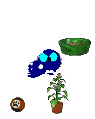 Bluescreen jumps between catnip, the brown pawprint ball, and the green food dish.