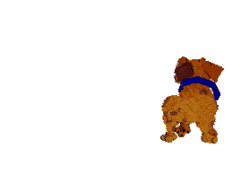 Sunny II runs in a circle.