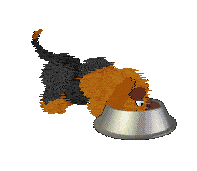 Fluffball eats from a grey food bowl.