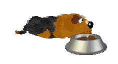 Fluffball lies beside a food dish.