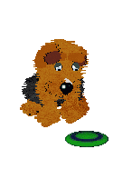 Fluffball sits beside the green flying disk, looking between it and the camera.