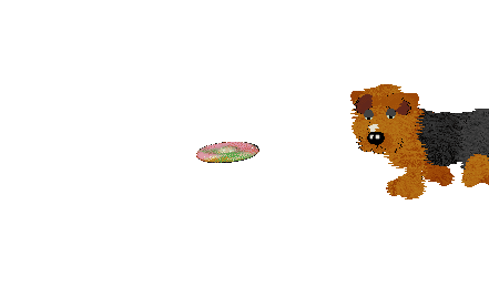 Fluffball chases a rainbow flying disk.
